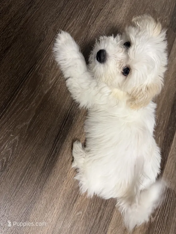 Snow  – Cockapoo puppy for sale in Winston-Salem, NC