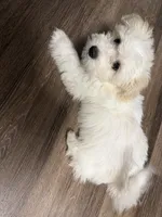 Snow , a male Cockapoo for sale in Winston-Salem, NC – 1 of 5