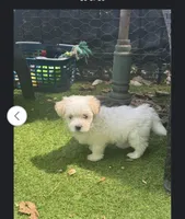 Snow , a male Cockapoo for sale in Winston-Salem, NC – 3 of 5