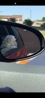 Snow , a male Cockapoo for sale in Winston-Salem, NC – 4 of 5