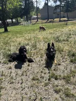 Chief, a male German Shepherd Dog for sale in Bremerton, WA – 5 of 5
