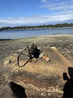 Chief, a male German Shepherd Dog for sale in Bremerton, WA – 4 of 5