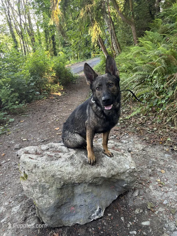 Chief – German Shepherd Dog puppy for sale in Bremerton, WA