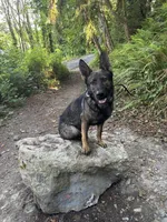 Chief, a male German Shepherd Dog for sale in Bremerton, WA – 1 of 5