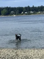 Chief, a male German Shepherd Dog for sale in Bremerton, WA – 2 of 5
