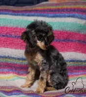 Ava, a female Poodle - Toy  for sale in Prague, OK – Photo 2 of 2