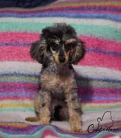 Ava, a female Poodle - Toy  for sale in Prague, OK – Photo 1 of 2