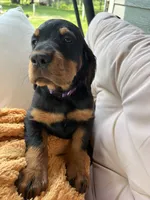 Purple, a female Gordon Setter for sale in Pillager, MN – 3 of 4