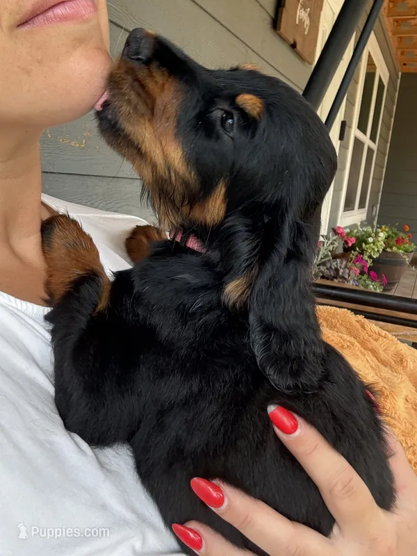Light Pink  – Gordon Setter puppy for sale in Pillager, MN