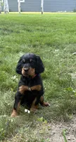 Red, a female Gordon Setter for sale in Pillager, MN – 2 of 5