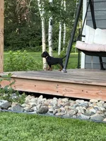 Yellow, a female Gordon Setter for sale in Pillager, MN – 4 of 4