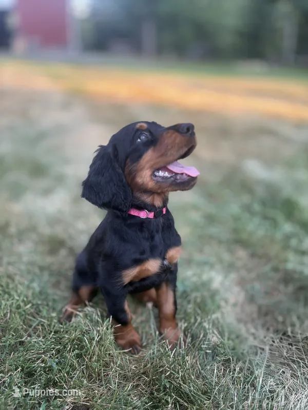 Dark Pink  – Gordon Setter puppy for sale in Pillager, MN