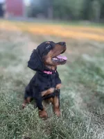 Dark Pink , a female Gordon Setter for sale in Pillager, MN – 1 of 3