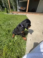 Purple, a female Gordon Setter for sale in Pillager, MN – 4 of 4