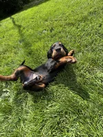 Red, a female Gordon Setter for sale in Pillager, MN – 4 of 5