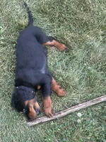 Light Pink , a female Gordon Setter for sale in Pillager, MN – 3 of 3