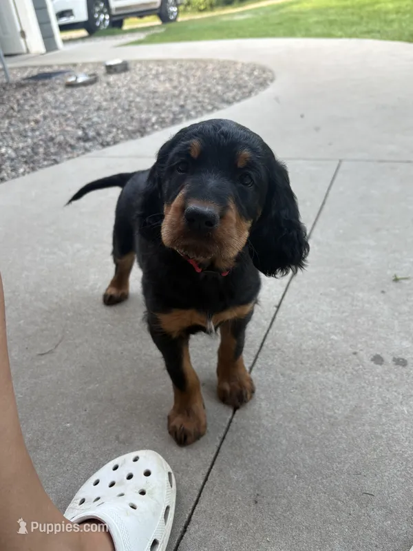Red – Gordon Setter puppy for sale in Pillager, MN