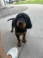 Red, a female Gordon Setter for sale in Pillager, MN – 1 of 5