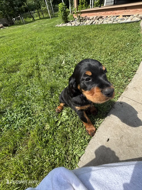 Purple – Gordon Setter puppy for sale in Pillager, MN