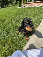 Purple, a female Gordon Setter for sale in Pillager, MN – 1 of 4