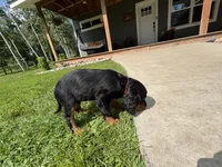 Red, a female Gordon Setter for sale in Pillager, MN – 5 of 5