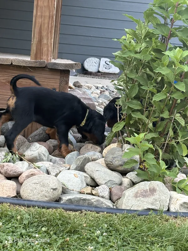 Yellow – Gordon Setter puppy for sale in Pillager, MN