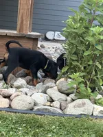 Yellow, a female Gordon Setter for sale in Pillager, MN – 1 of 4