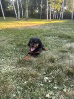 Light Pink , a female Gordon Setter for sale in Pillager, MN – 2 of 3