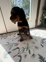 Dark Pink , a female Gordon Setter for sale in Pillager, MN – 2 of 3
