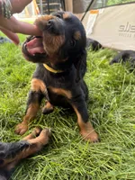 Yellow, a female Gordon Setter for sale in Pillager, MN – 3 of 4