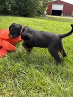 Dark Pink , a female Gordon Setter for sale in Pillager, MN – 3 of 3