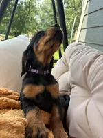 Purple, a female Gordon Setter for sale in Pillager, MN – 2 of 4