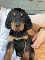 Red, a female Gordon Setter for sale in Pillager, MN – 3 of 5