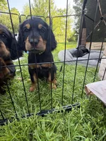 Yellow, a female Gordon Setter for sale in Pillager, MN – 2 of 4