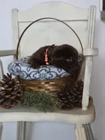 Orange collar, a female Labrador Retriever for sale in Flora, IL – Photo 2 of 2