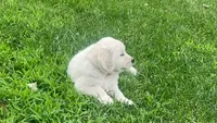 Golden, a male Golden Retriever for sale in Chicago, IL – 4 of 4