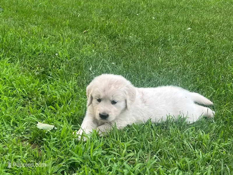 Golden – Golden Retriever puppy for sale in Chicago, IL