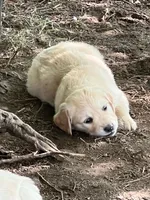 Golden, a male Golden Retriever for sale in Chicago, IL – 3 of 4