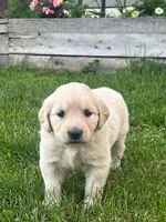 Golden, a male Golden Retriever for sale in Chicago, IL – 2 of 4