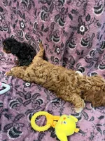 Jackson, a male Cavapoo for sale in Wendell, NC – 4 of 4