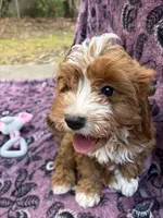 Jackson, a male Cavapoo for sale in Wendell, NC – 1 of 4