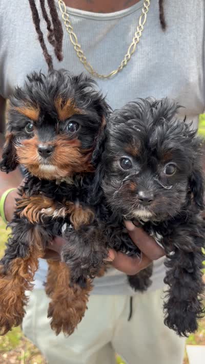 Willow, a female Cavapoo for sale in Wendell, NC – 4 of 4