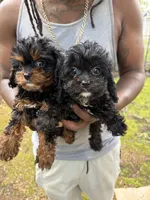 Willow, a female Cavapoo for sale in Wendell, NC – 3 of 4