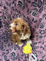 Jackson, a male Cavapoo for sale in Wendell, NC – 3 of 4