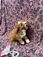 Jackson, a male Cavapoo for sale in Wendell, NC – 2 of 4