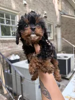 Lola, a female Cavapoo for sale in Wendell, NC – 2 of 4