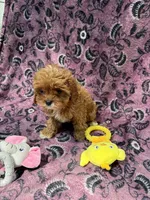 Willow, a female Cavapoo for sale in Wendell, NC – 1 of 4