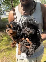 Lola, a female Cavapoo for sale in Wendell, NC – 4 of 4