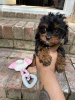 Lola, a female Cavapoo for sale in Wendell, NC – 3 of 4