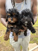 Willow, a female Cavapoo for sale in Wendell, NC – 2 of 4